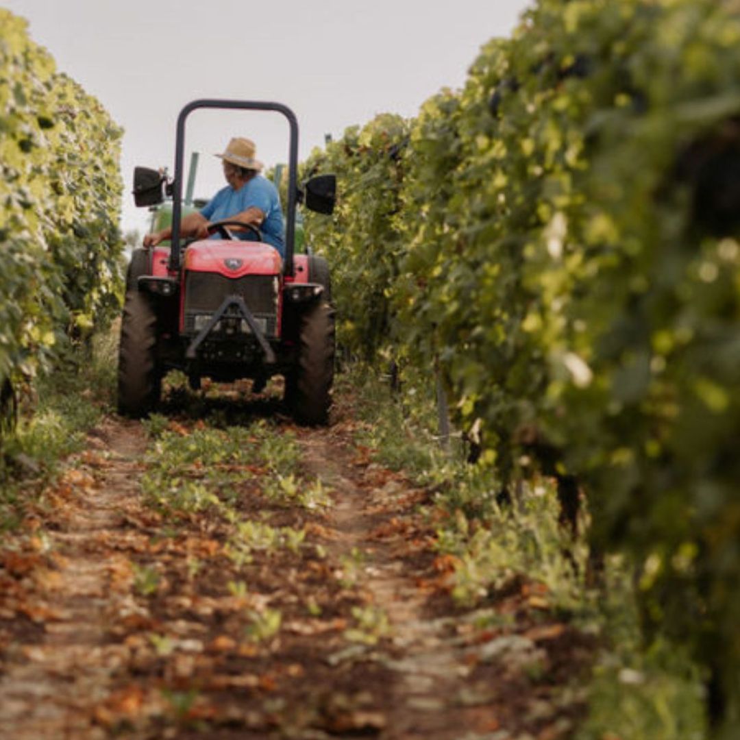 Boutique Winery Visit with Food &amp; Wine Tastings in Cinque Terre