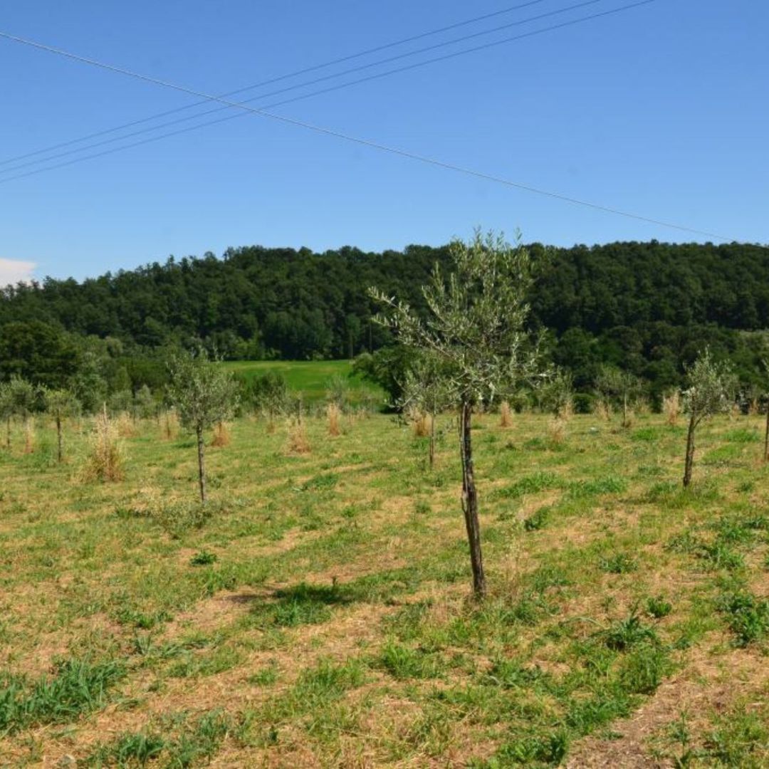 Olive Mill Tour with Oil &amp; Food Tasting near Siena &amp; Perugia