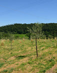 Olive Mill Tour with Oil & Food Tasting near Siena & Perugia