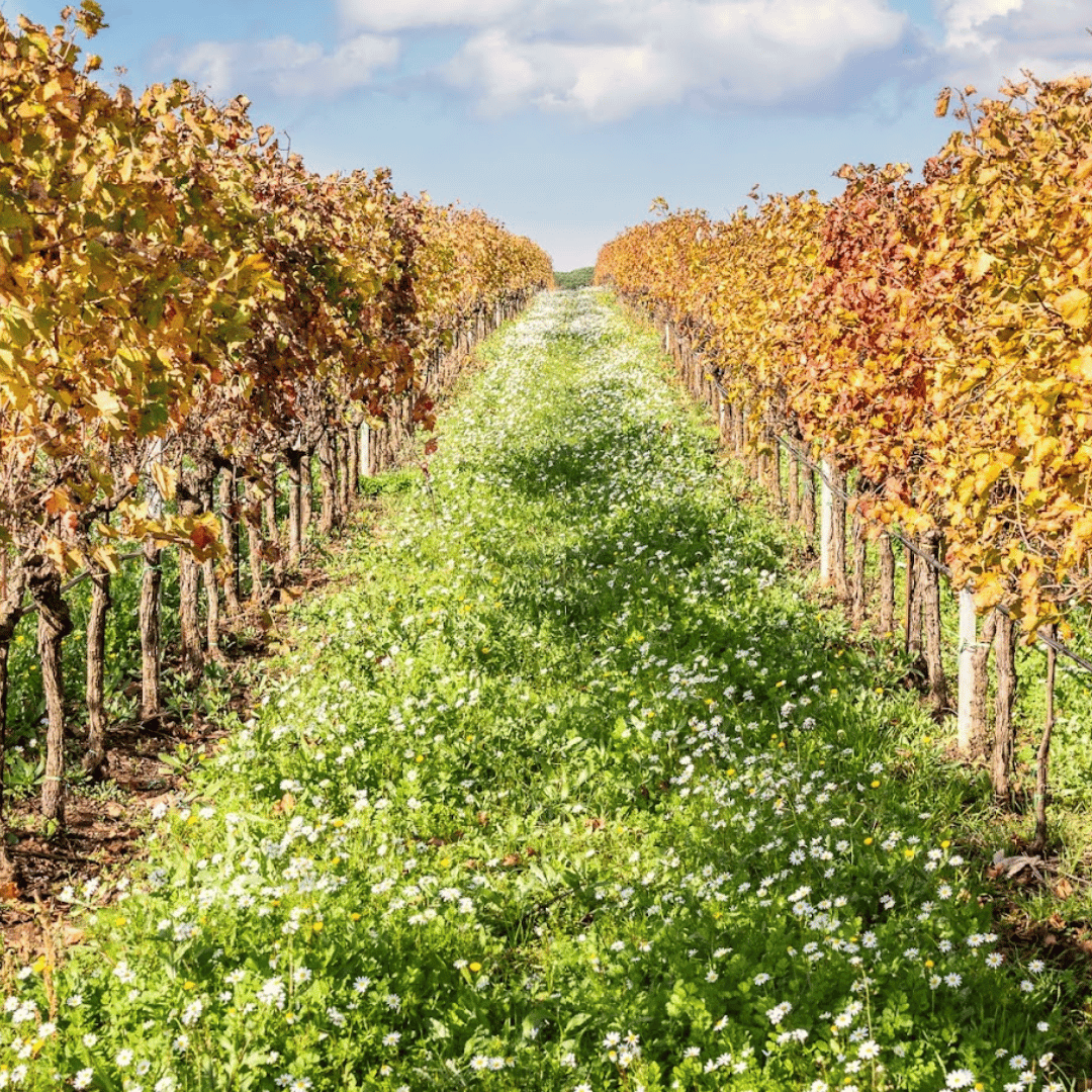 Boutique Winery Visit &amp; Tasting near Rome