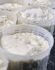 Parmesan Wheels near Parma: Tasting & Factory Tour