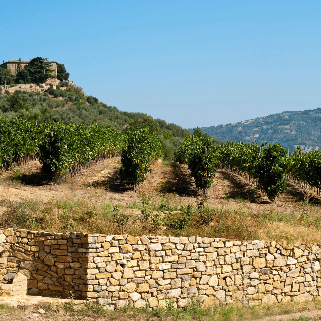 Perugia Winery Visit &amp; Tasting near the Lake Trasimeno