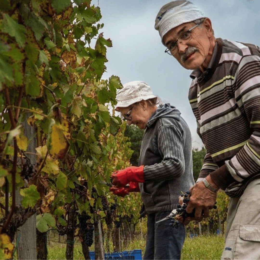 Wine Tasting and Winery Visit near Asti and Turin