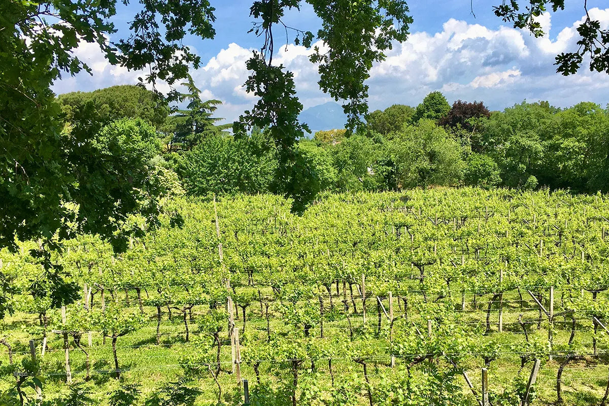 E-Bike tour with Wine tasting from Salò