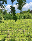 E-Bike tour with Wine tasting from Salò