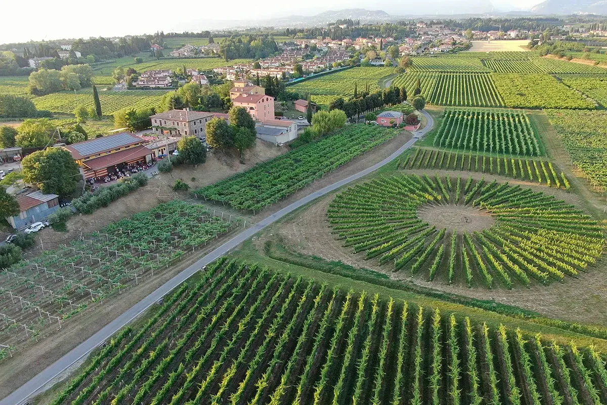 Winery Tour and Tasting of Garda Wines