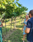 Vineyard tour and tasting of Garda Wines in Cavaion Veronese