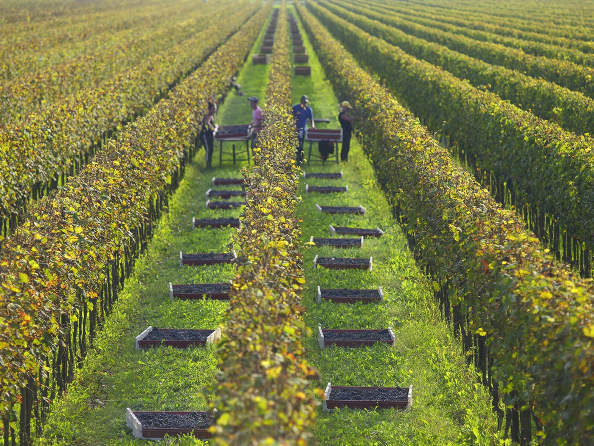 Prosecco Winery Tasting with Food Pairing near Venice