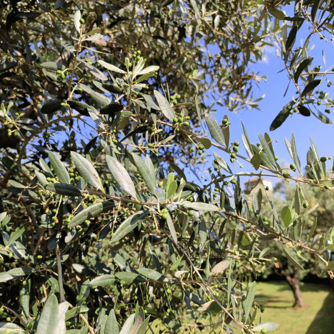 Olive Mill Tour and Tasting in the Verona Countryside