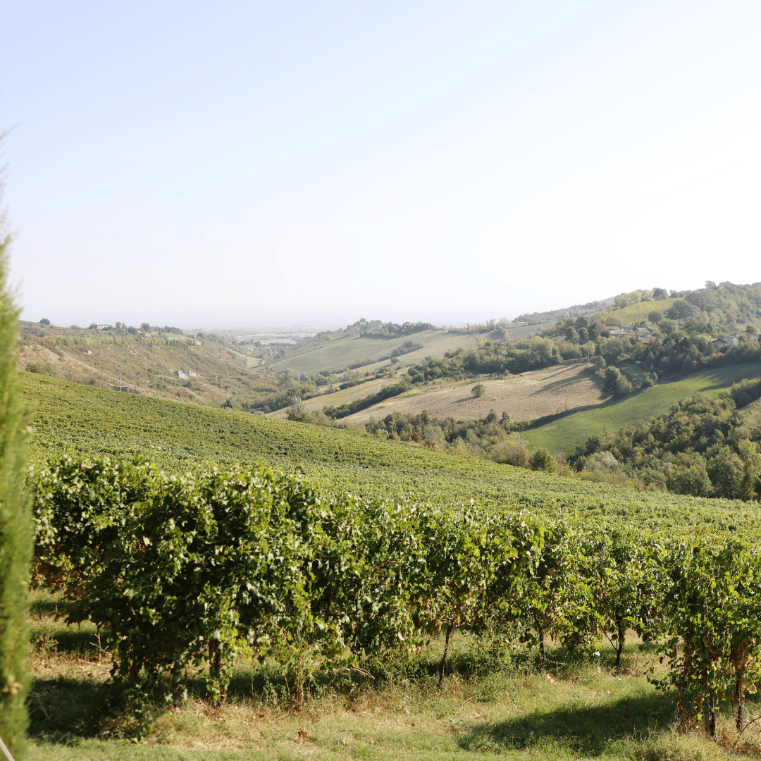 Modena: Balsamic Vinegar Tasting &amp; Production Tour