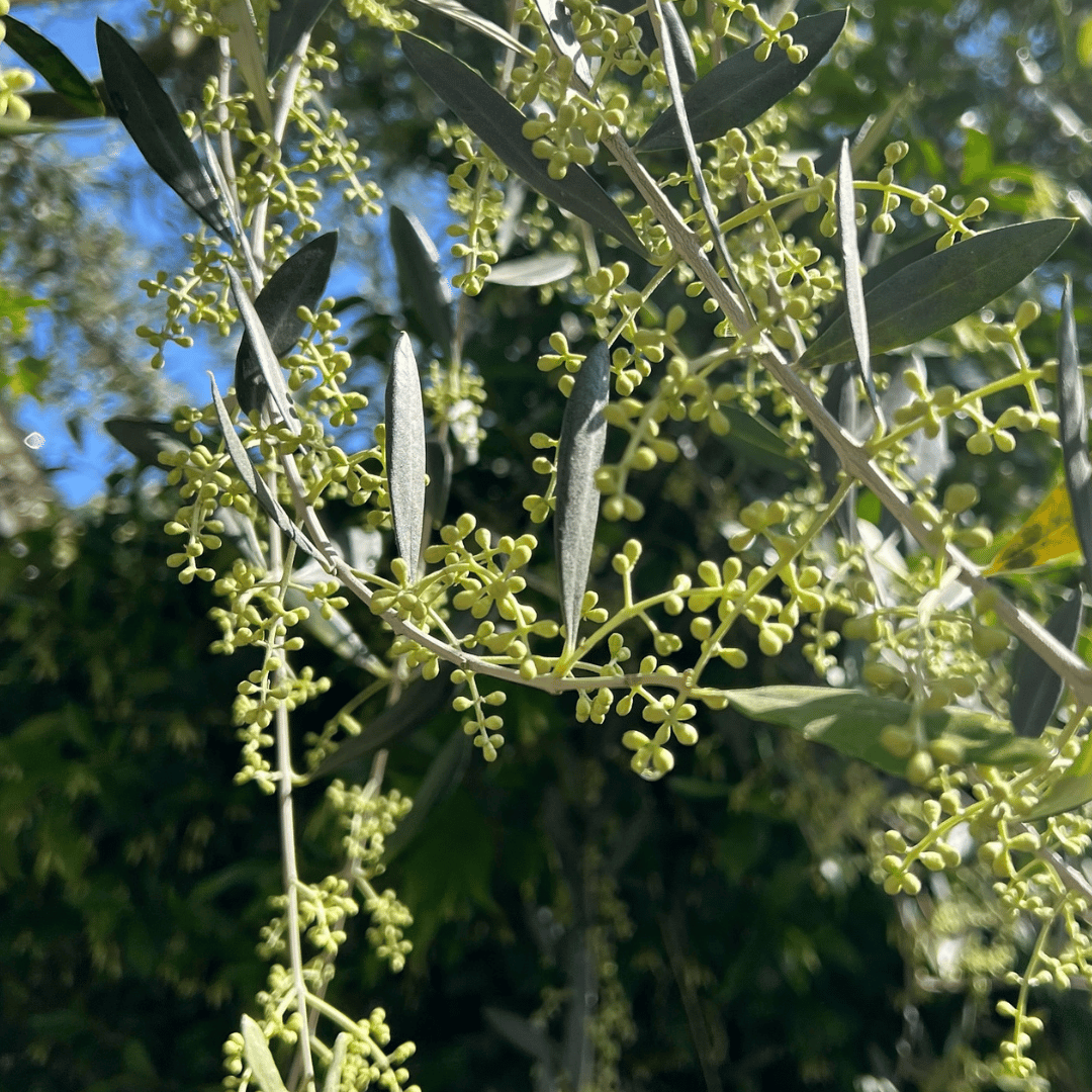 Olive Mill Tour and Tasting in the Padua Hills