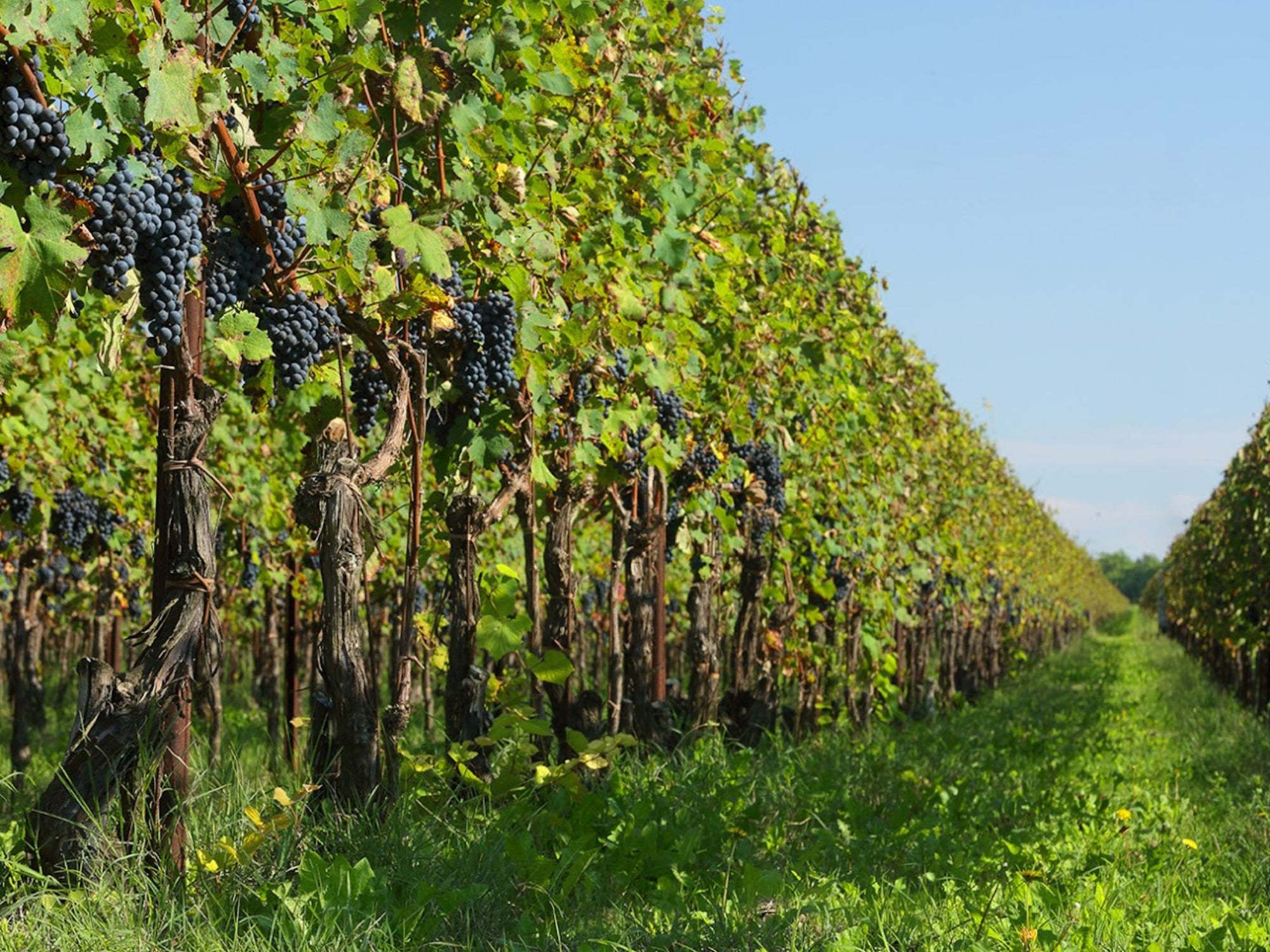 Prosecco Winery Tasting with Food Pairing near Venice