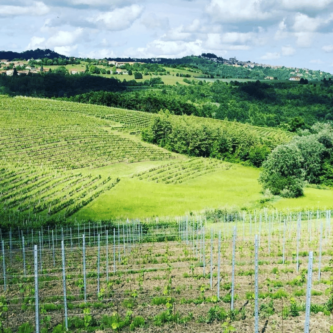 Wine Tasting and Winery Visit near Asti and Turin