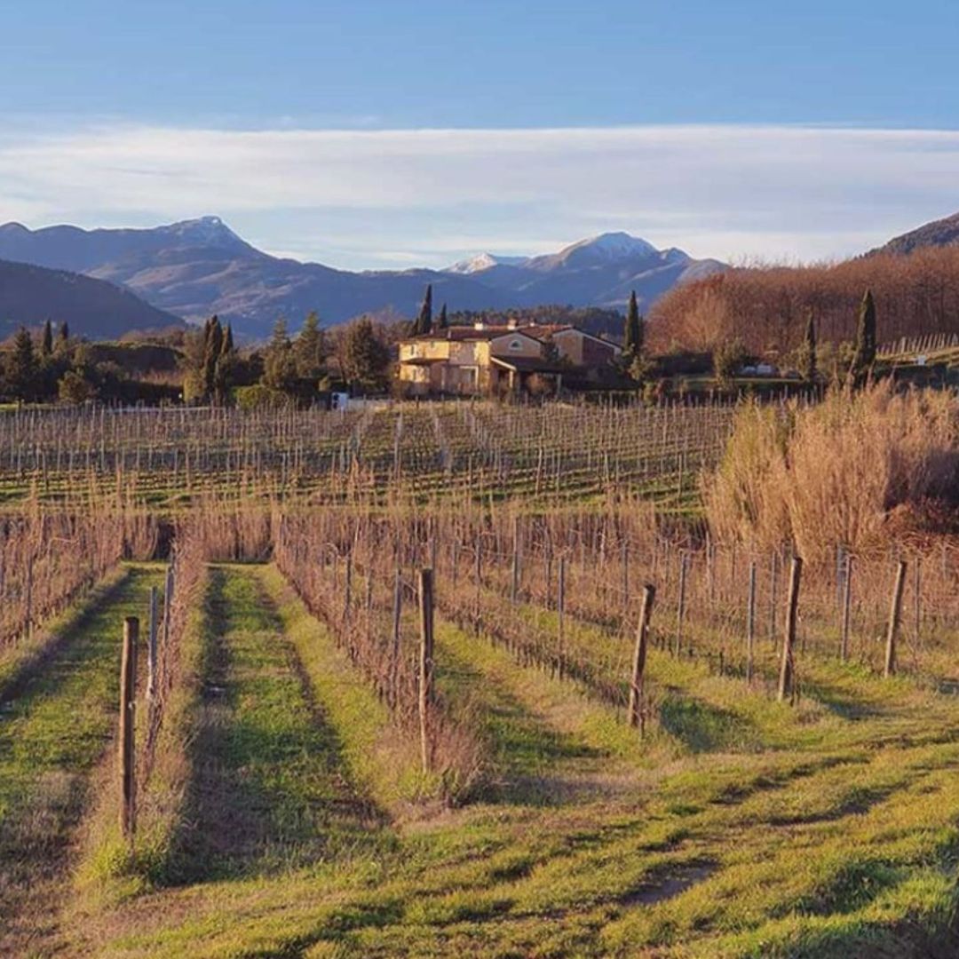 Organic and Biodynamic Winery Tour and Tasting in Lucca