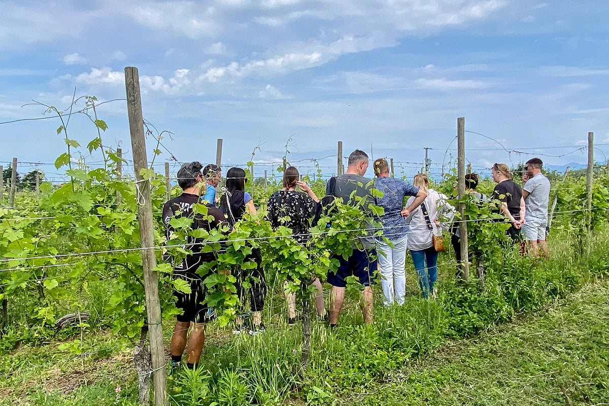 Wine tour and Tasting of Lugana Wines in Sirmione