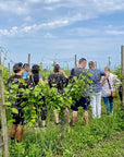 Wine tour and Tasting of Lugana Wines in Sirmione