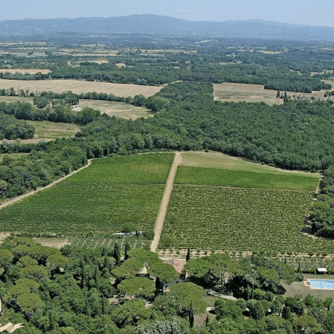 Arezzo: Boutique Winery Visit & Wine Tasting