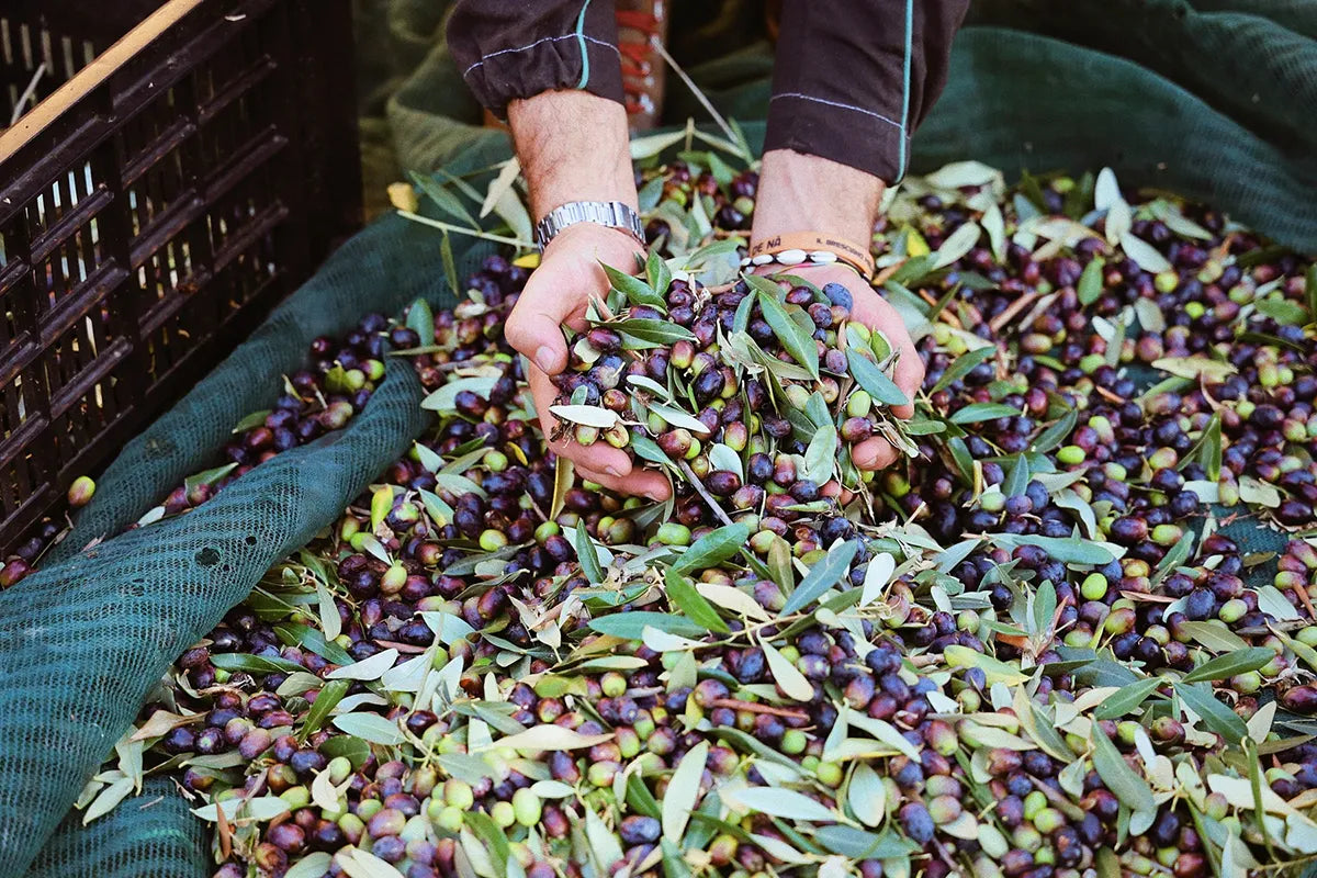 Olive Oil Tasting with local food on Lake Garda Hills