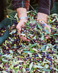 Olive Oil Tasting with local food on Lake Garda Hills