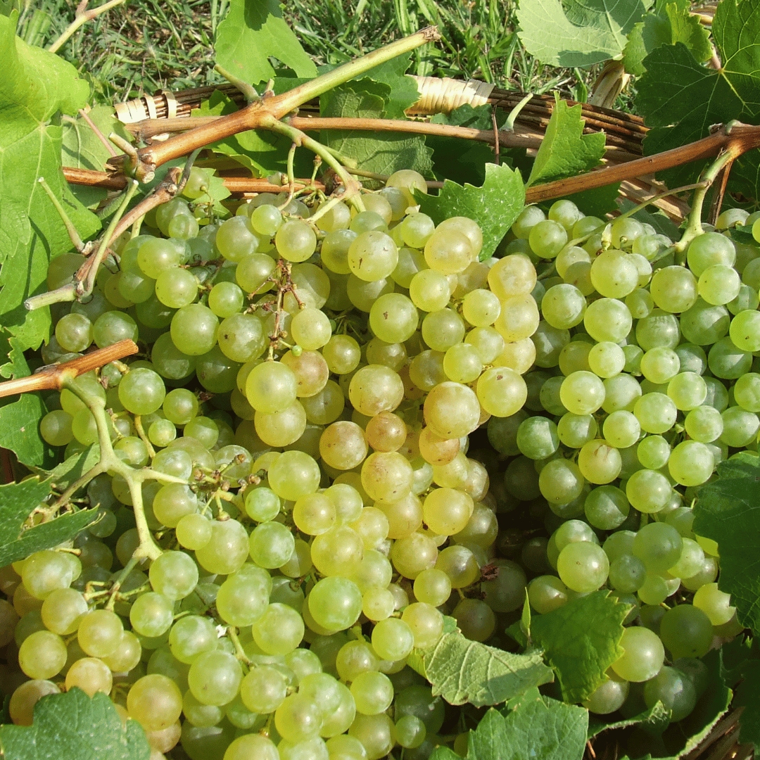 Prosecco Tasting in Countryside Winery