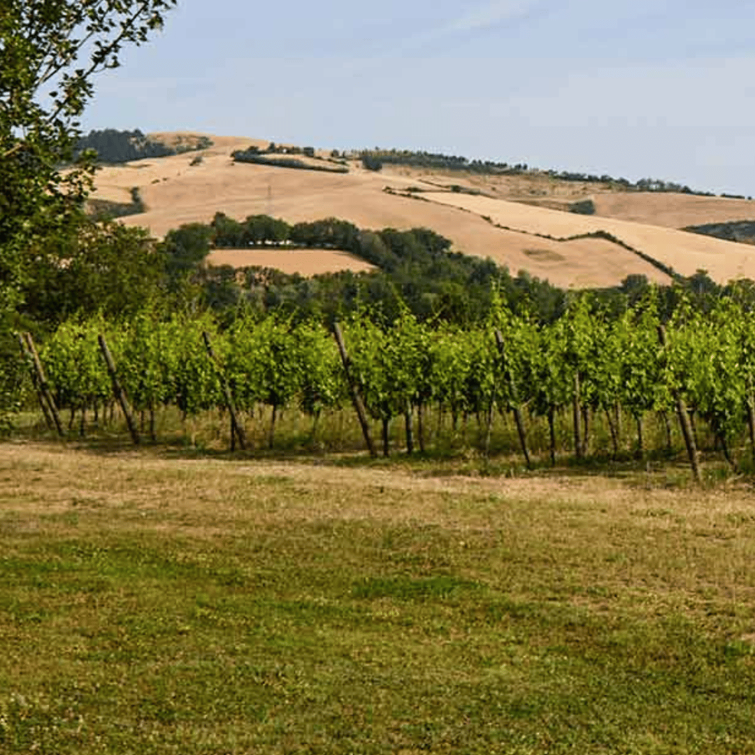 Urbino: Boutique Winery Visit & 5 Organic Wine Tastings