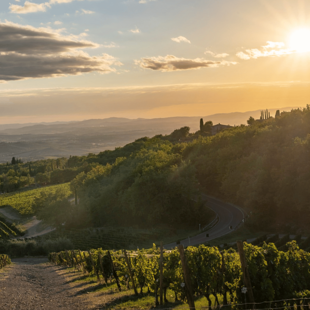 Winery Visit & Tasting near Grosseto with 6 wines