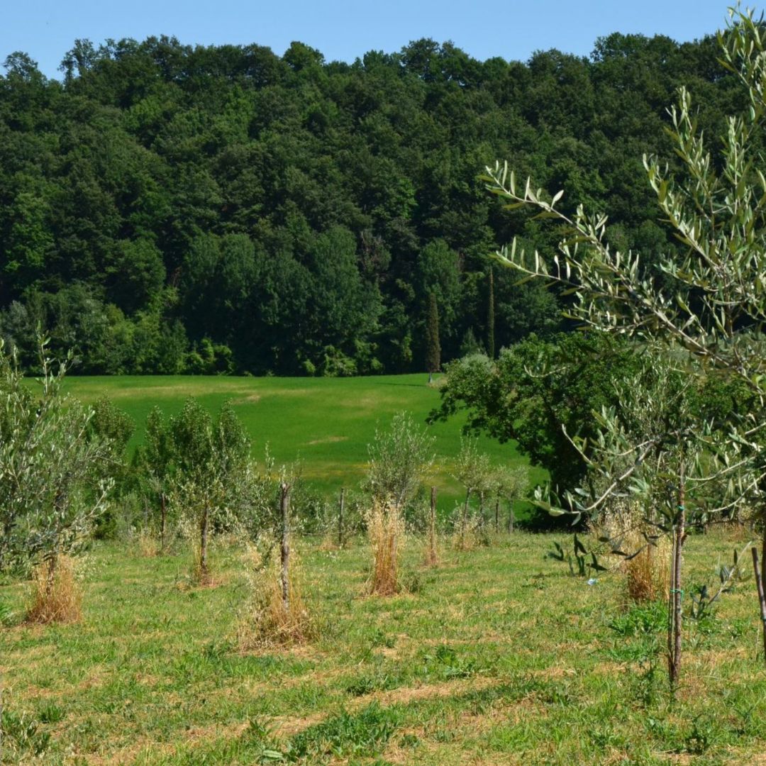 Olive Mill Tour with Oil & Food Tasting near Siena & Perugia