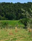 Olive Mill Tour with Oil & Food Tasting near Siena & Perugia