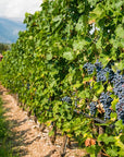 Wine Tour and Tasting on Garda Hills