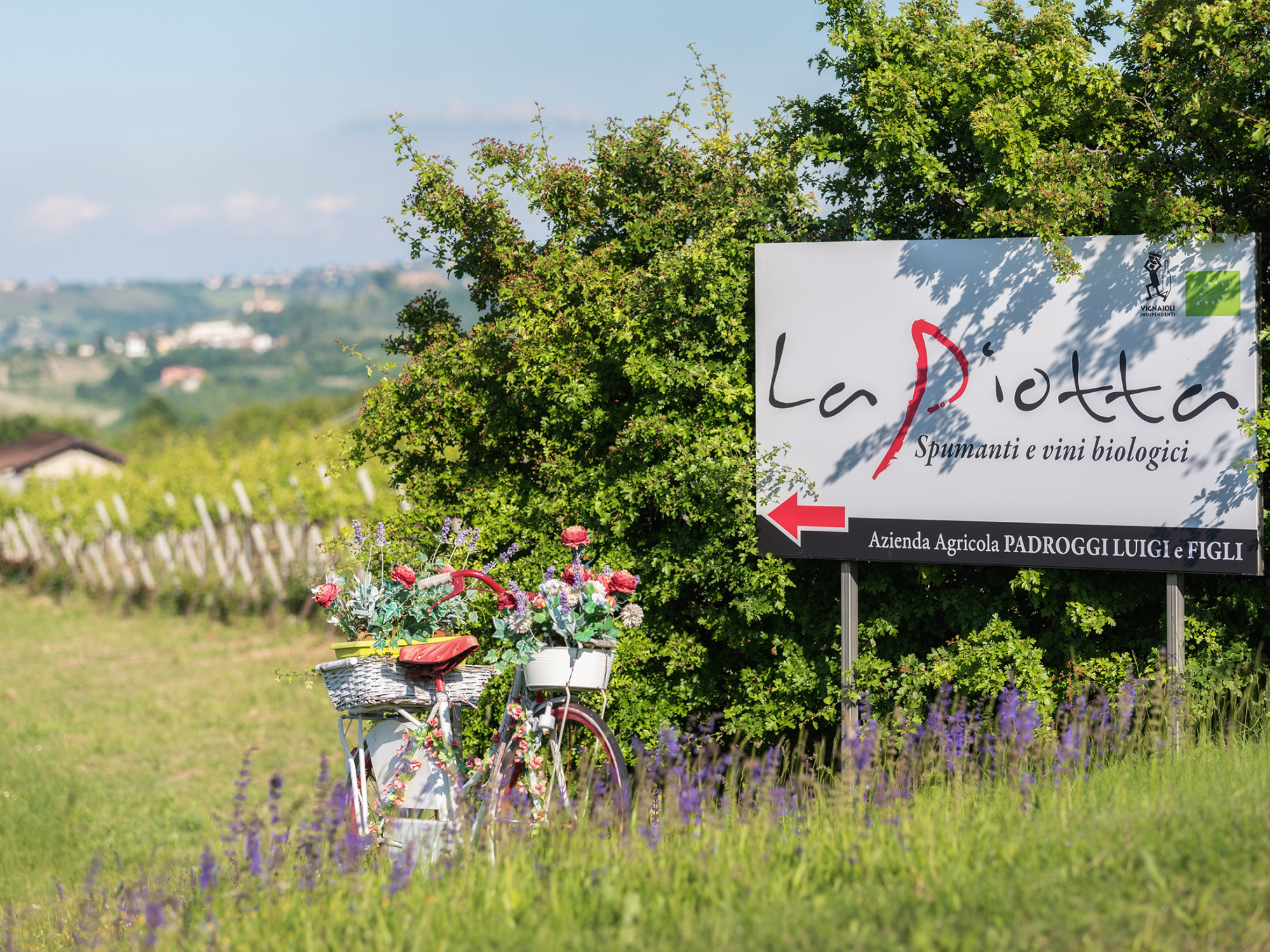 Pavia: Organic Winery Visit &amp; Wine Tasting with Food Platter