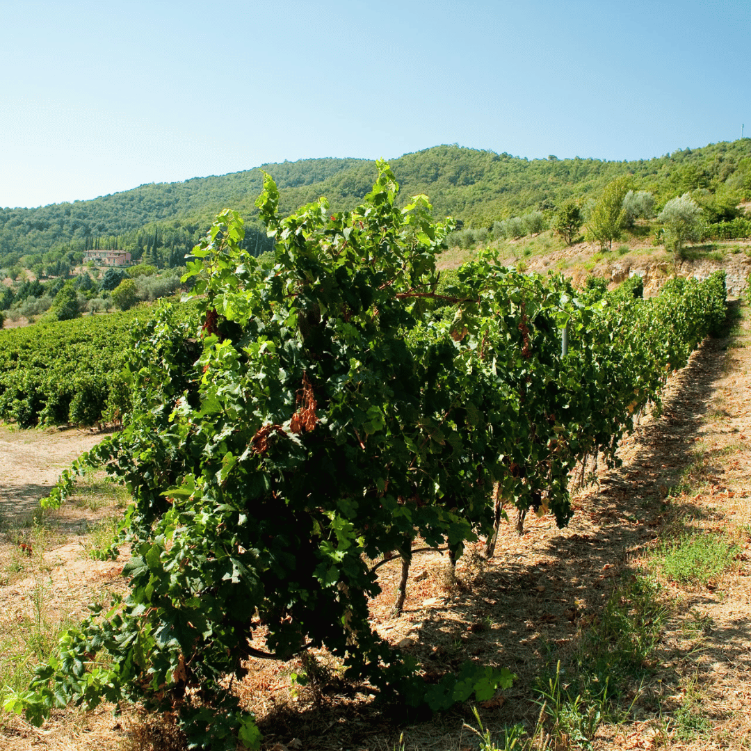 Perugia Winery Visit & Tasting near the Lake Trasimeno