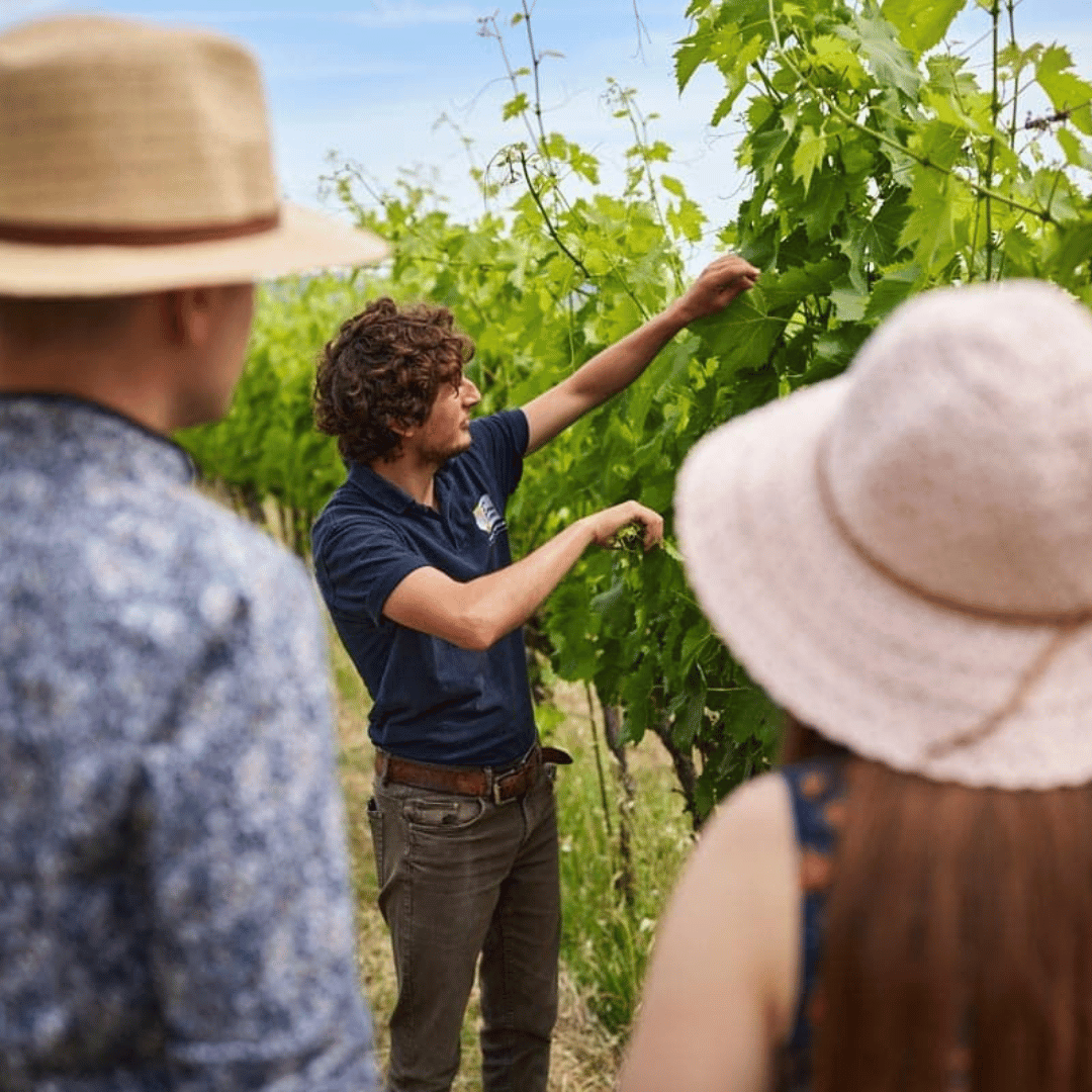 Urbino: Boutique Winery Visit & 5 Organic Wine Tastings