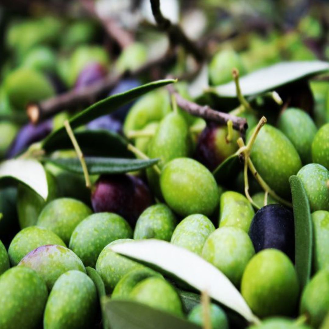 Olive Mill Tour with Oil and Food Tastings near Pisa