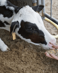 Parmesan Wheels near Parma: Tasting & Factory Tour